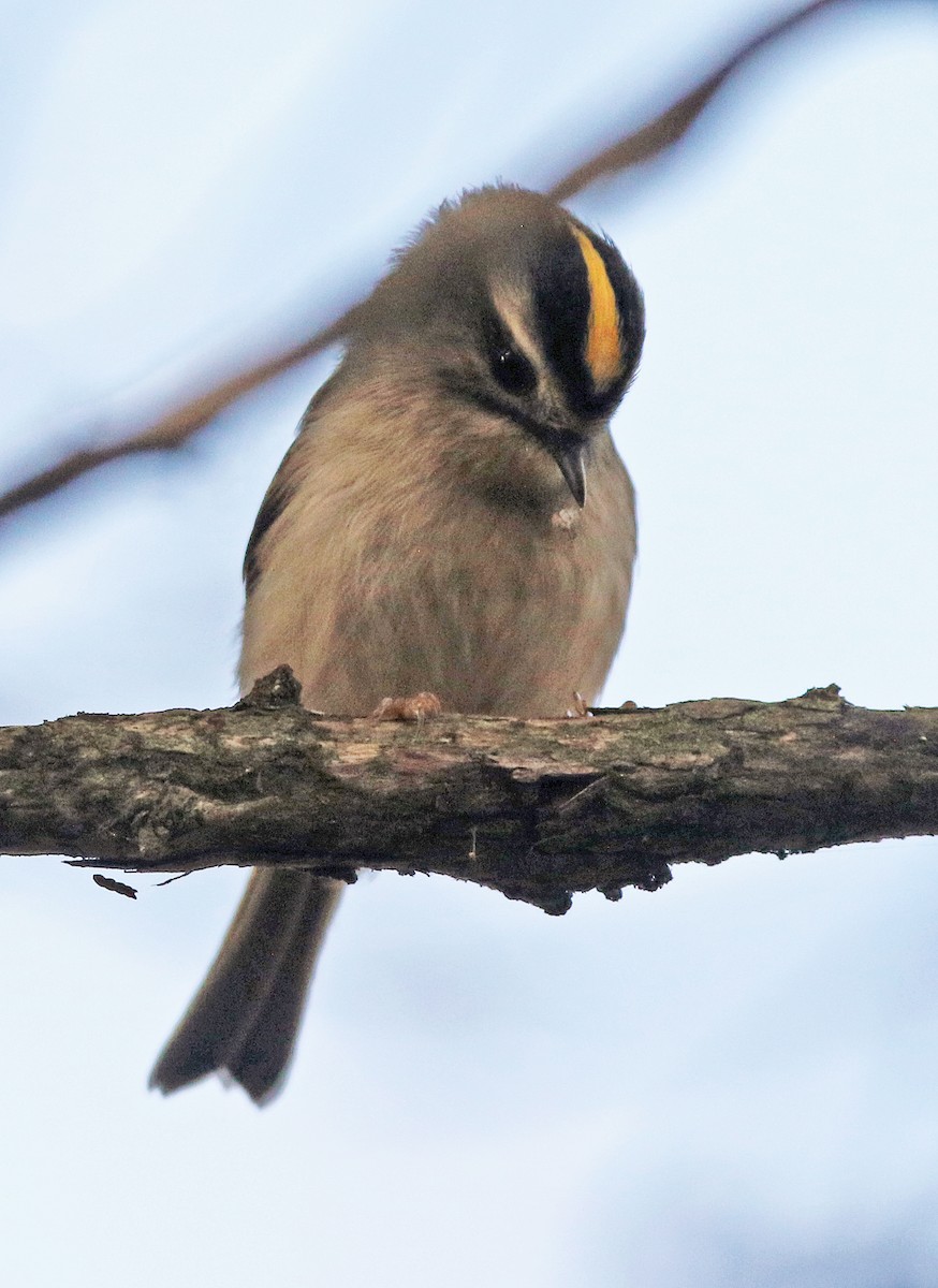 Golden-crowned Kinglet - ML644275585