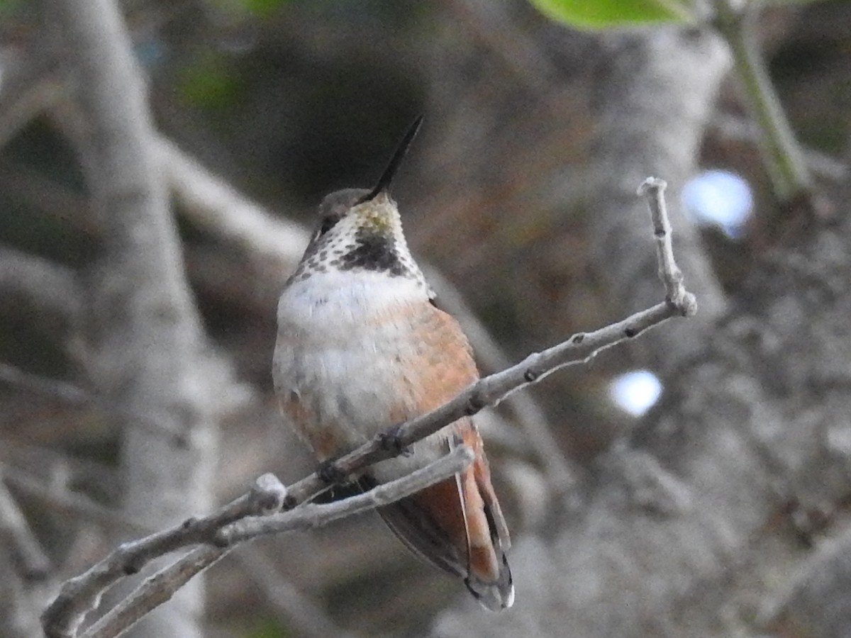 Allen's Hummingbird - ML644275596