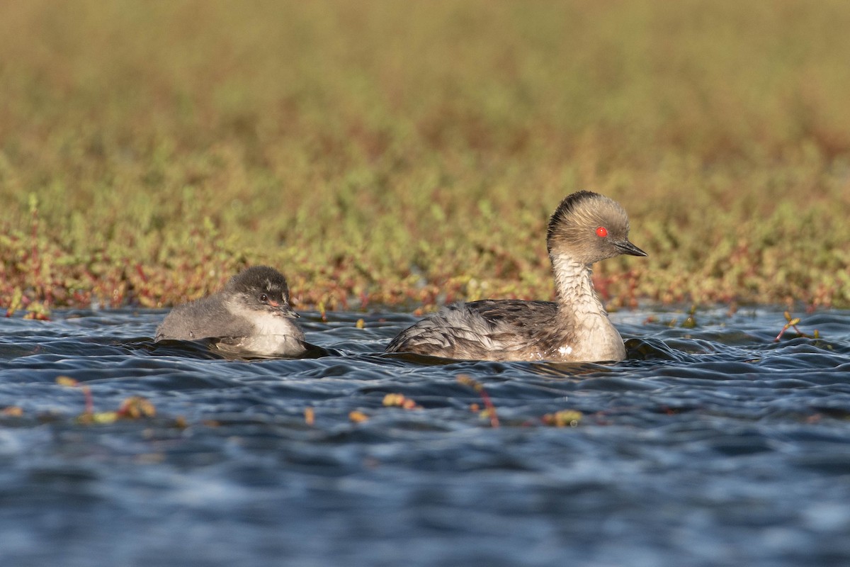 Silvery Grebe - ML644275606