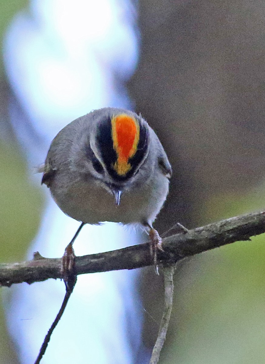 Golden-crowned Kinglet - ML644275608