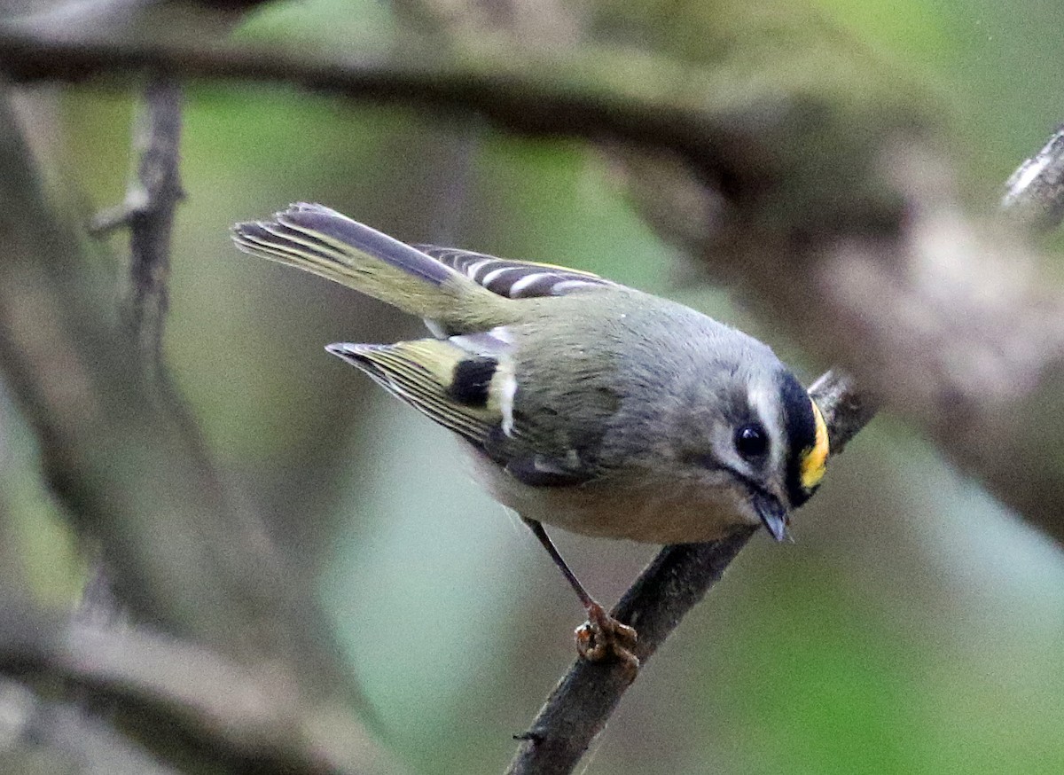 Golden-crowned Kinglet - ML644275609