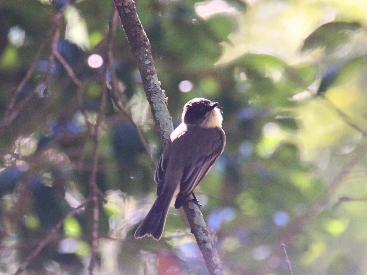 Eastern Phoebe - ML644275615