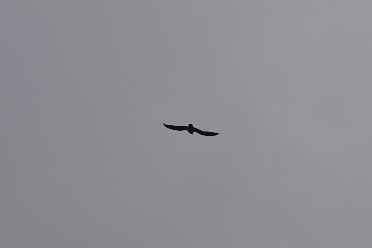 Эгэл шонхор - ML644275616