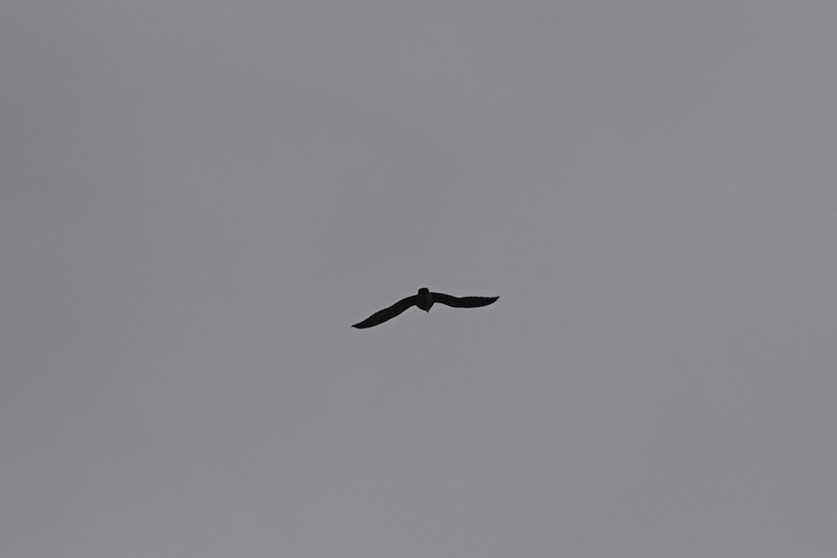 Эгэл шонхор - ML644275617