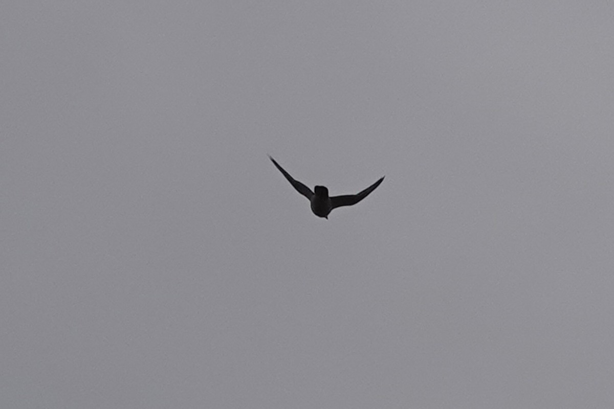 Эгэл шонхор - ML644275618