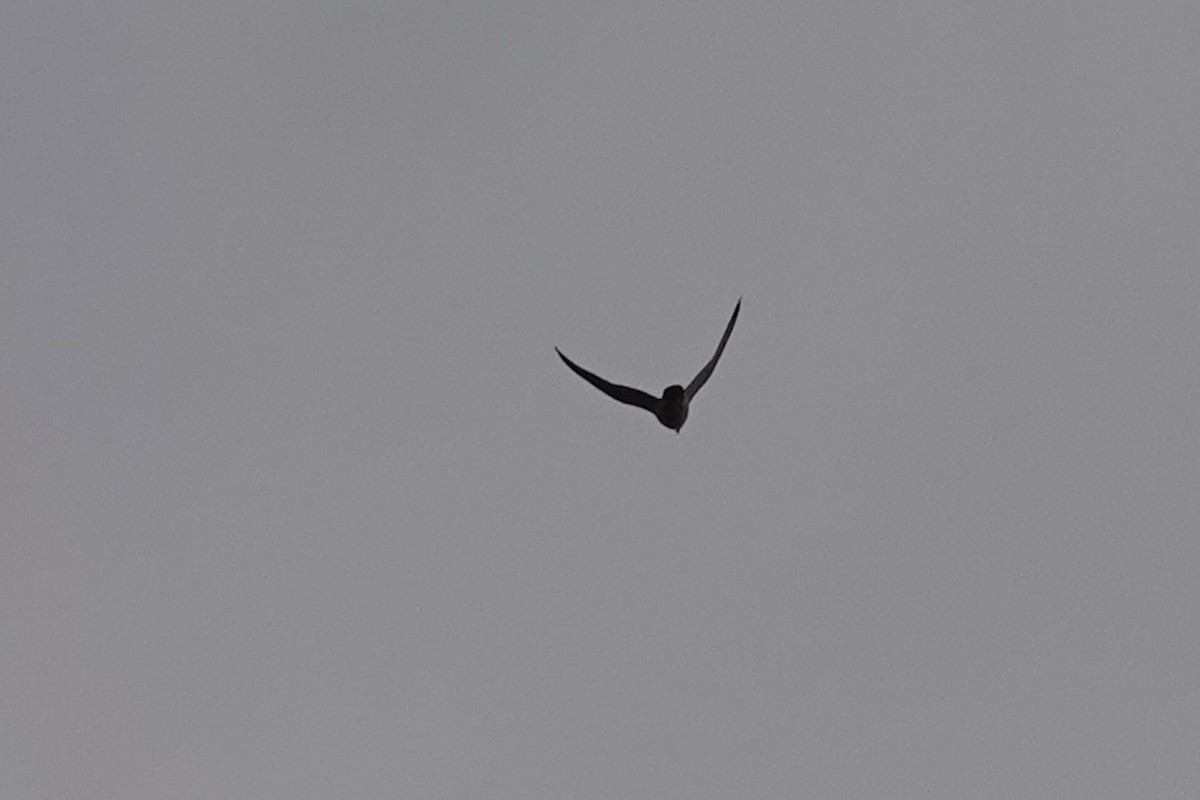 Эгэл шонхор - ML644275619