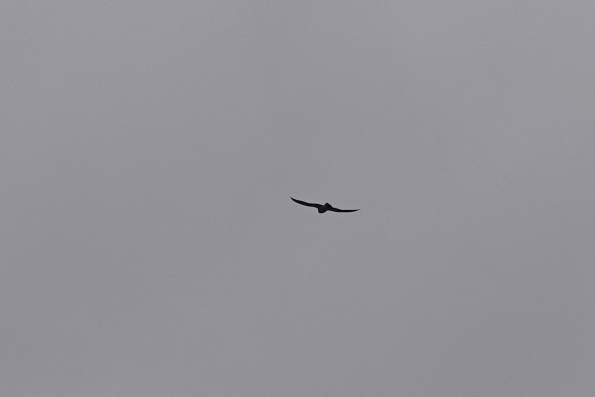 Эгэл шонхор - ML644275620