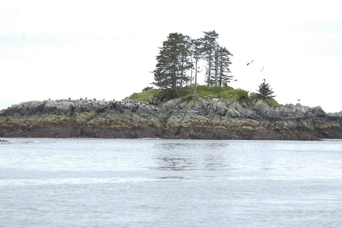 עיטם לבן-ראש - ML644275621