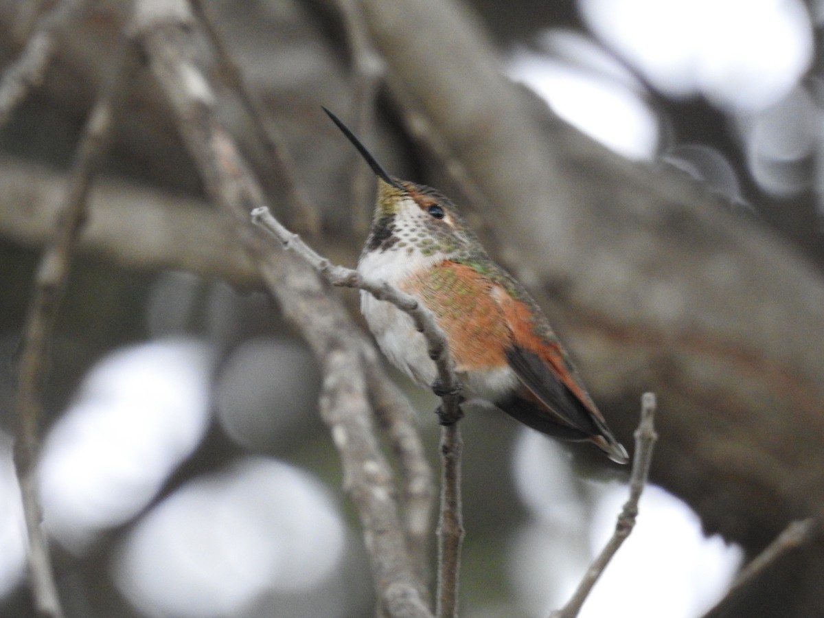 Allen's Hummingbird - ML644275623