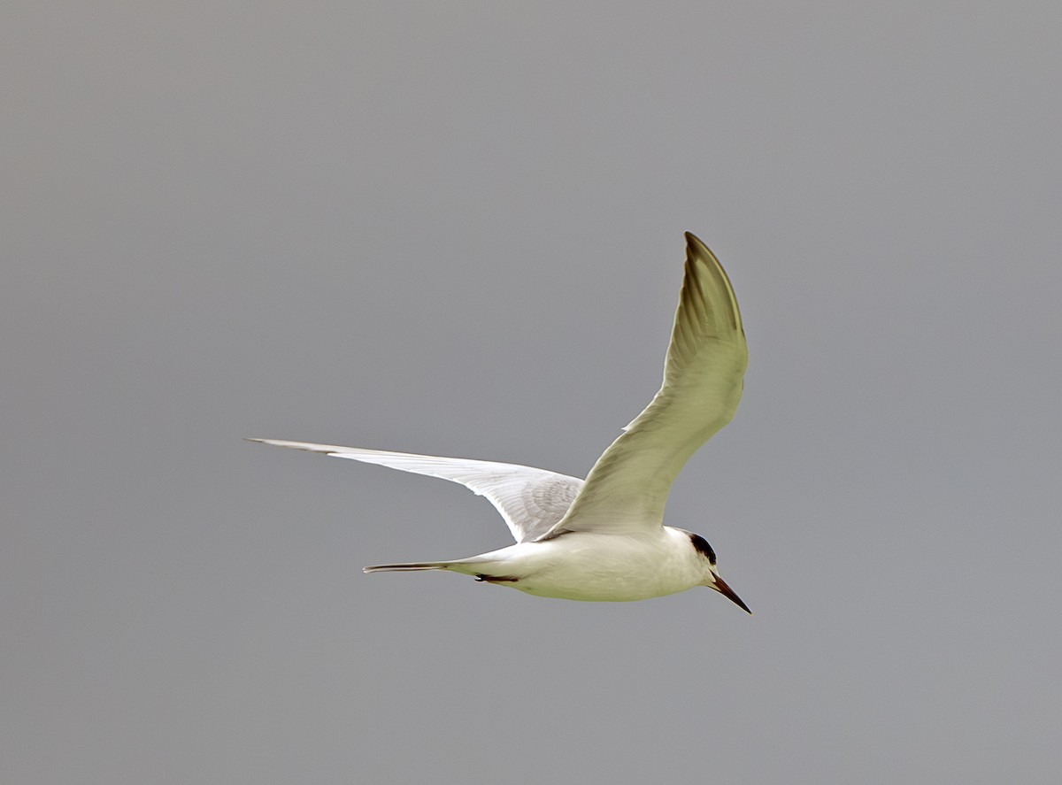 rybák obecný - ML644275626