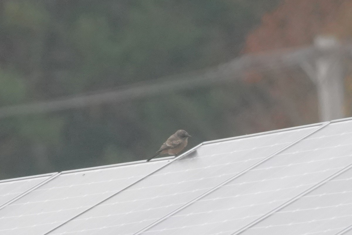 brunfibi - ML644275632