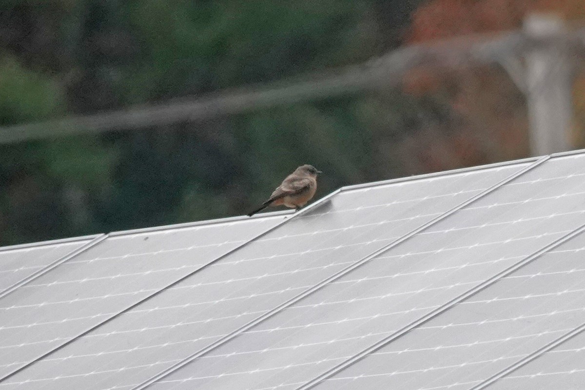 brunfibi - ML644275633