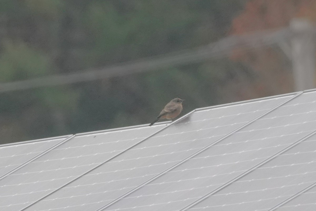 brunfibi - ML644275634