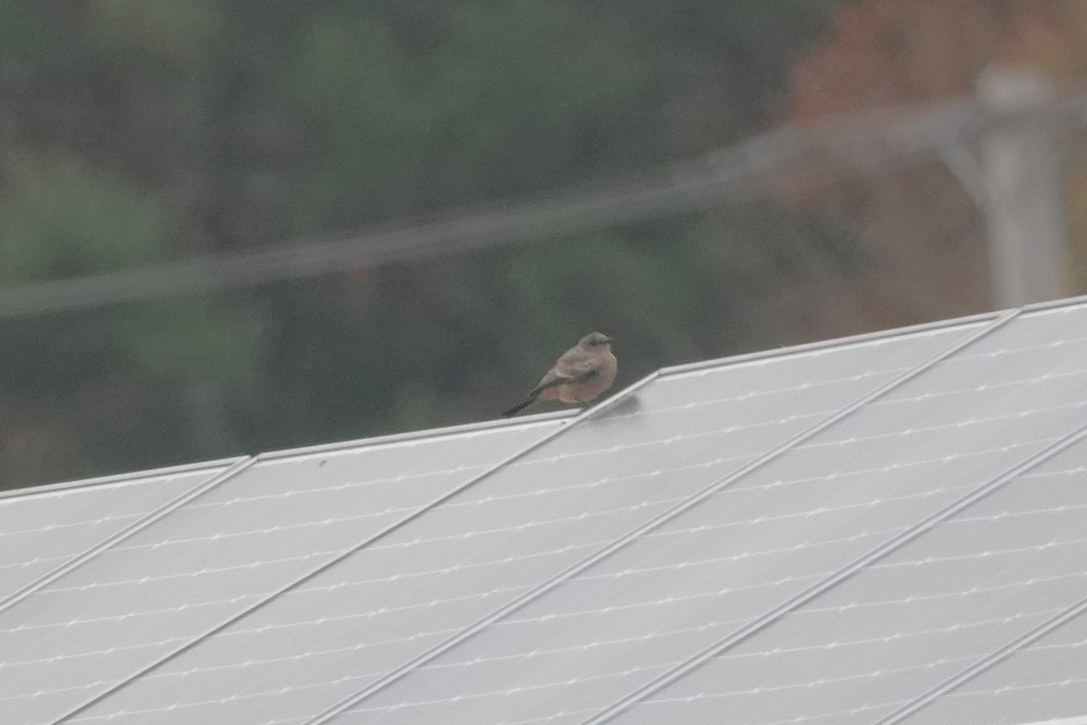 brunfibi - ML644275635