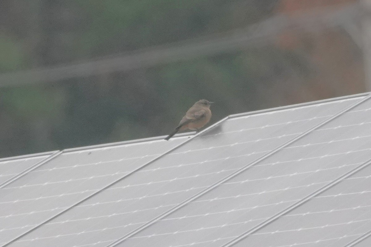 brunfibi - ML644275636