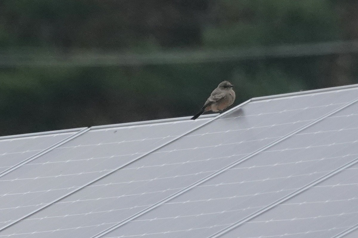 brunfibi - ML644275637