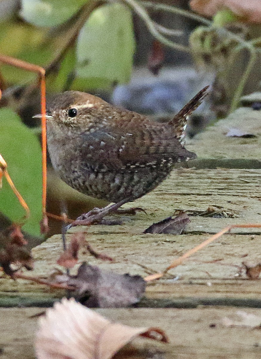 Winter Wren - ML644275638