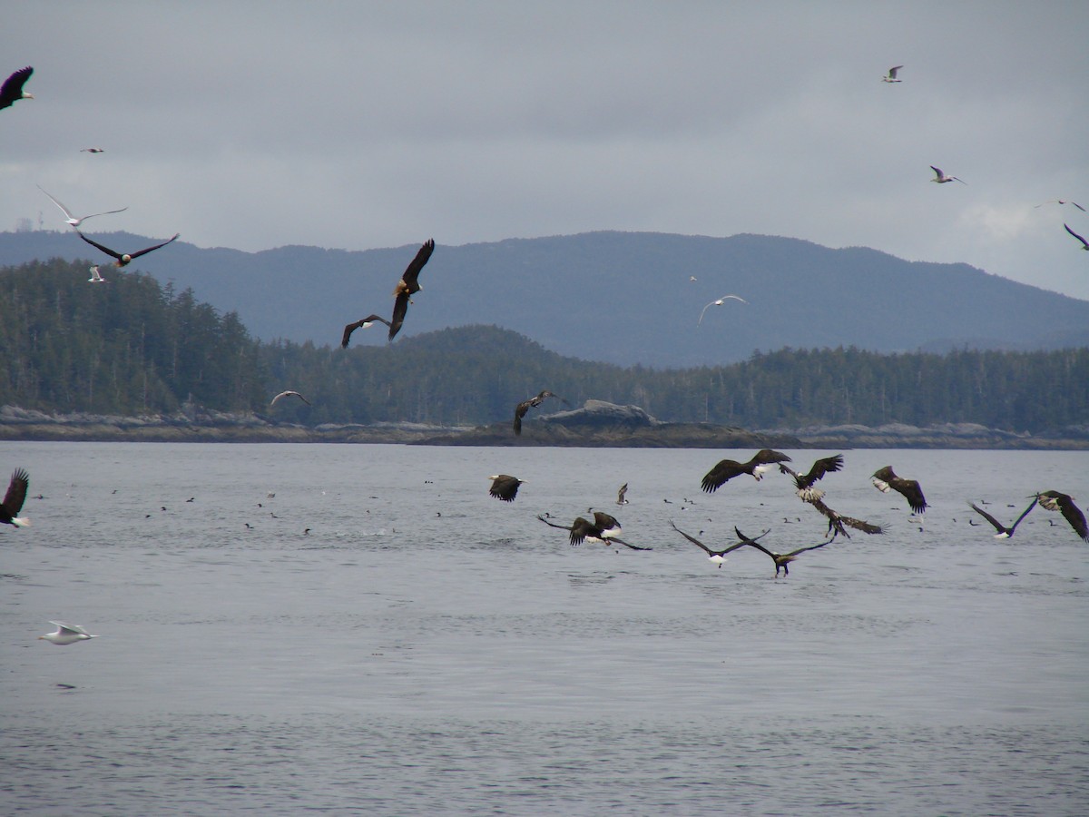 עיטם לבן-ראש - ML644275640