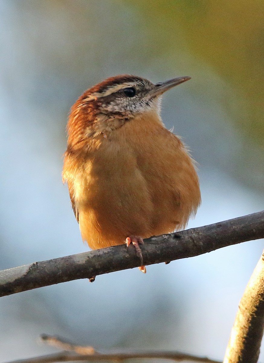 Carolina Wren - ML644275645