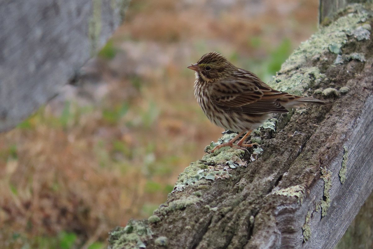 Chingolo Sabanero - ML644275648