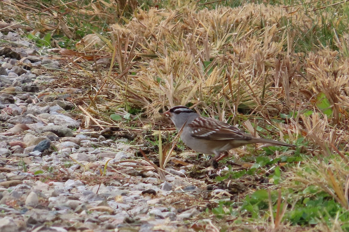 Chingolo Coroniblanco - ML644275667