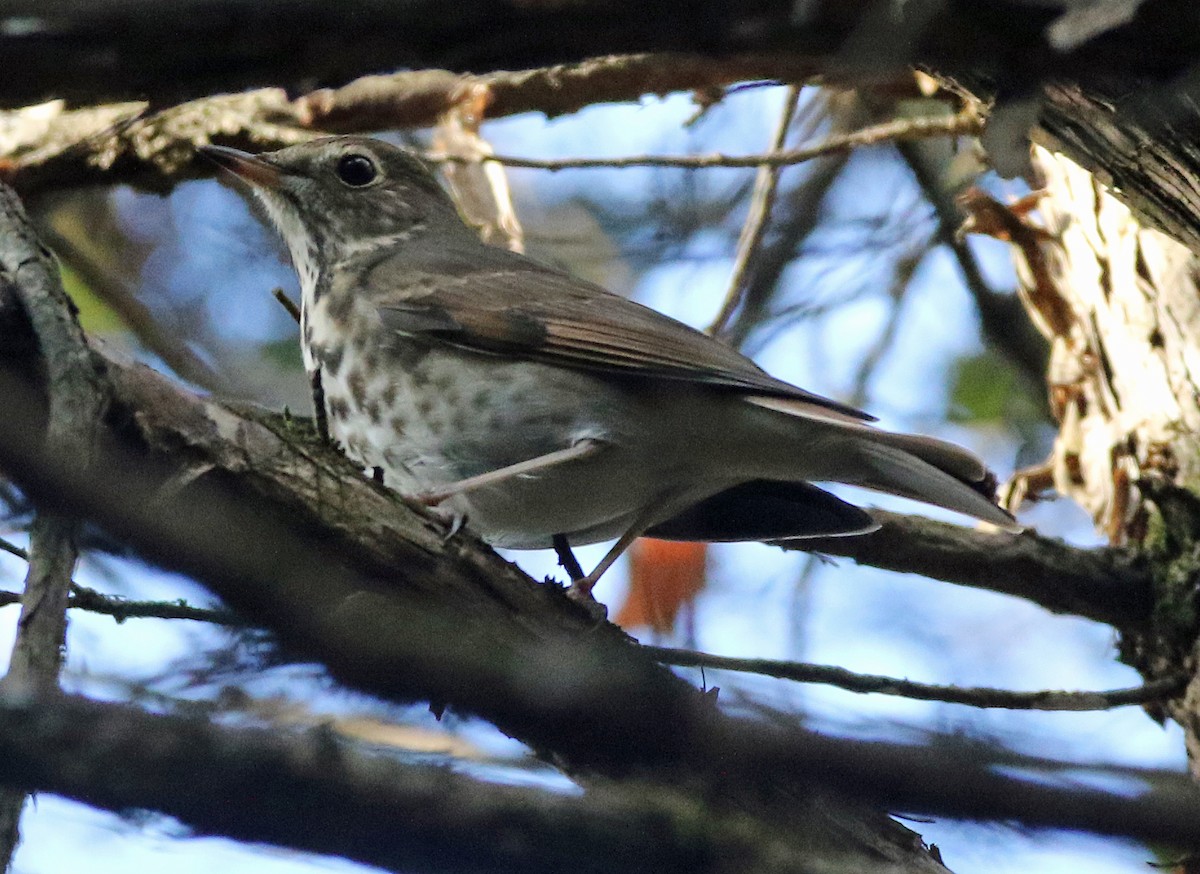 Hermit Thrush - ML644275677