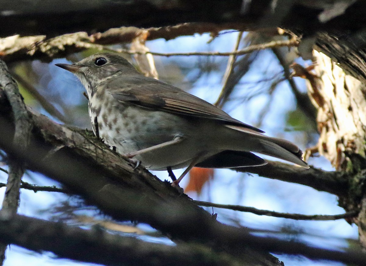 Hermit Thrush - ML644275678