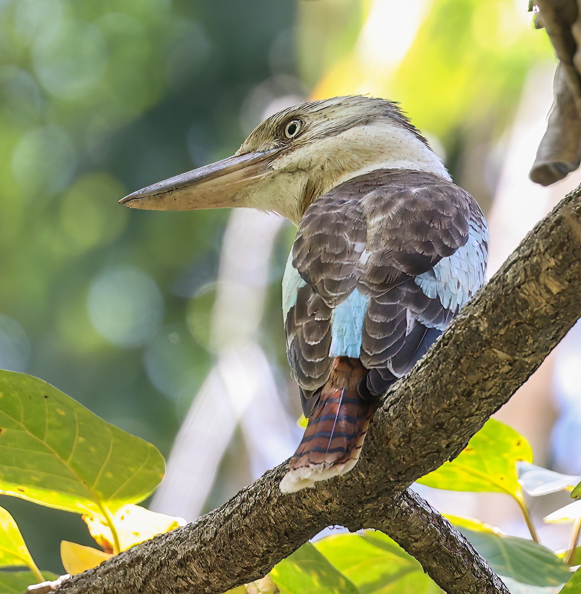 Blue-winged Kookaburra - ML644275682