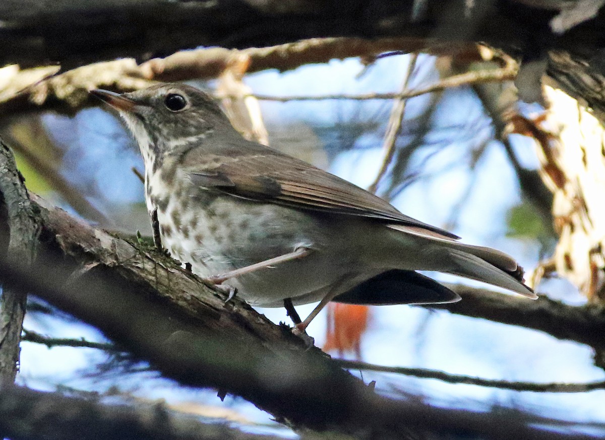 Hermit Thrush - ML644275684