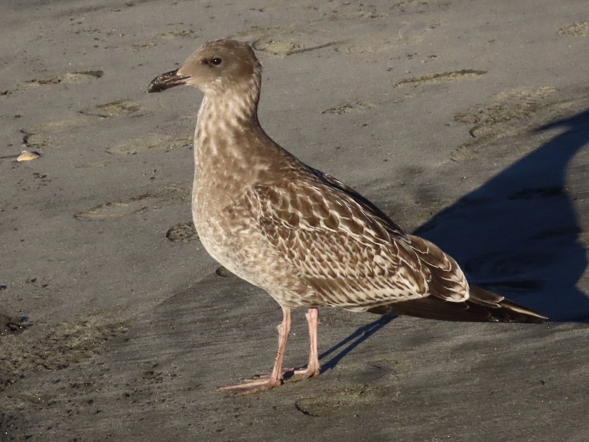 アメリカオオセグロカモメ - ML644275685