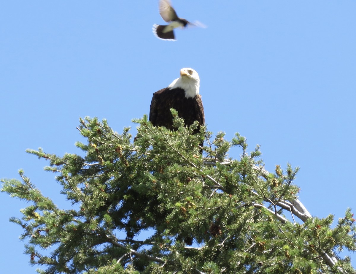 Schieferrücken-Königstyrann - ML644275690