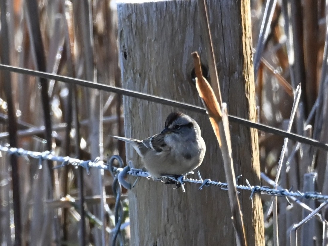 American Tree Sparrow - ML644275693