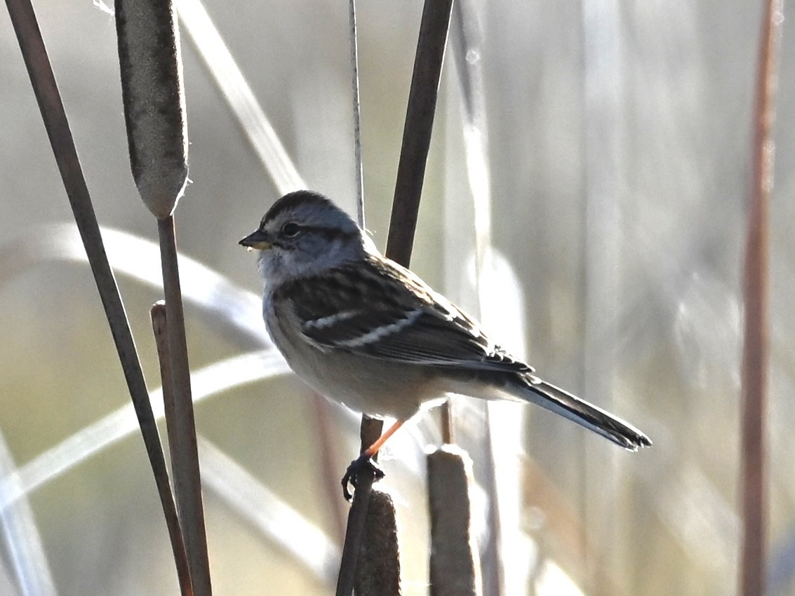 American Tree Sparrow - ML644275694