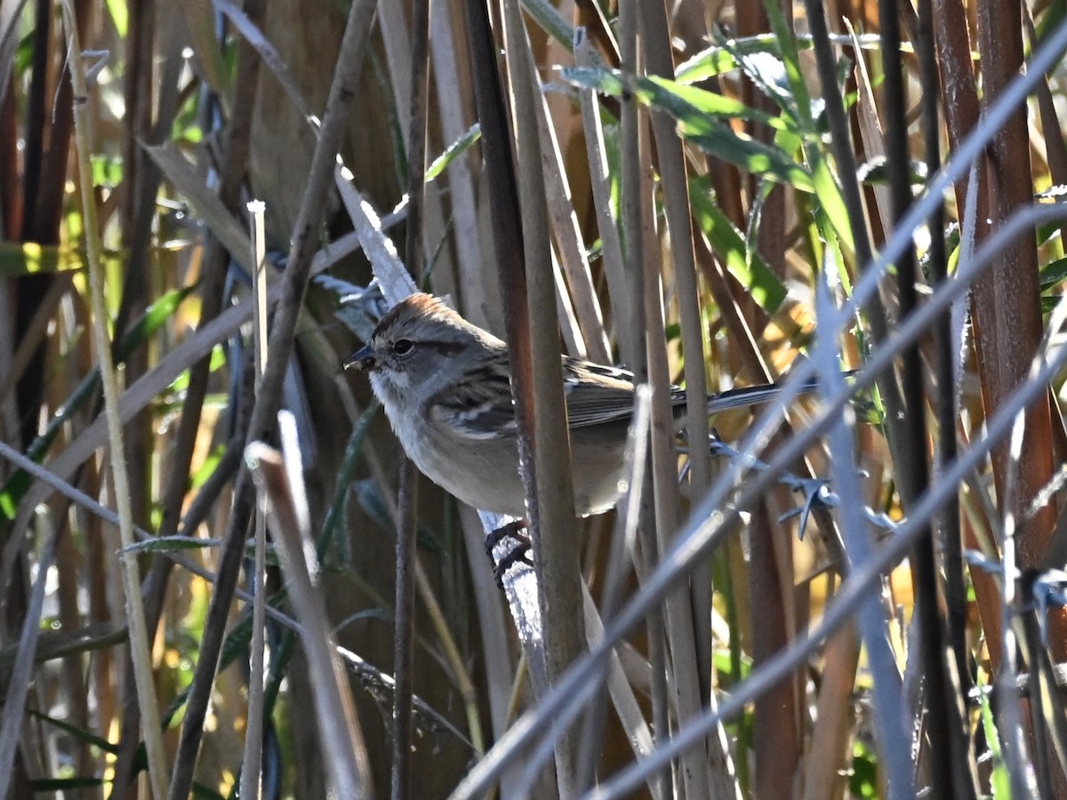 American Tree Sparrow - ML644275695