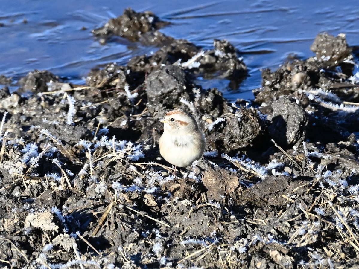 American Tree Sparrow - ML644275696