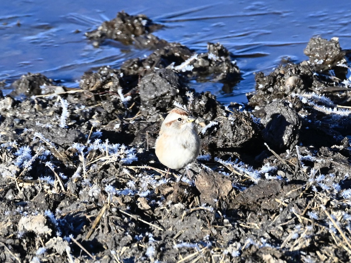 American Tree Sparrow - ML644275697