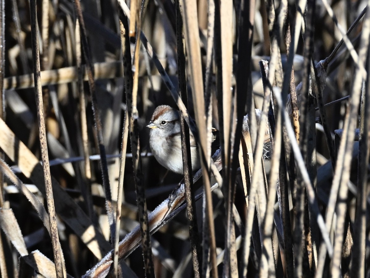 American Tree Sparrow - ML644275698