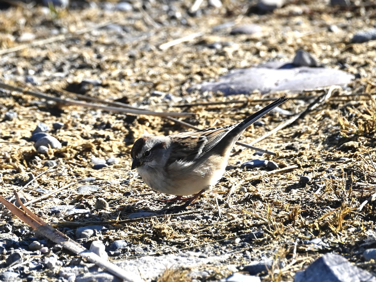 American Tree Sparrow - ML644275700