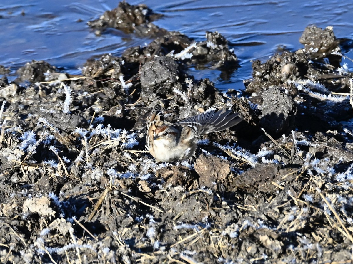 American Tree Sparrow - ML644275701