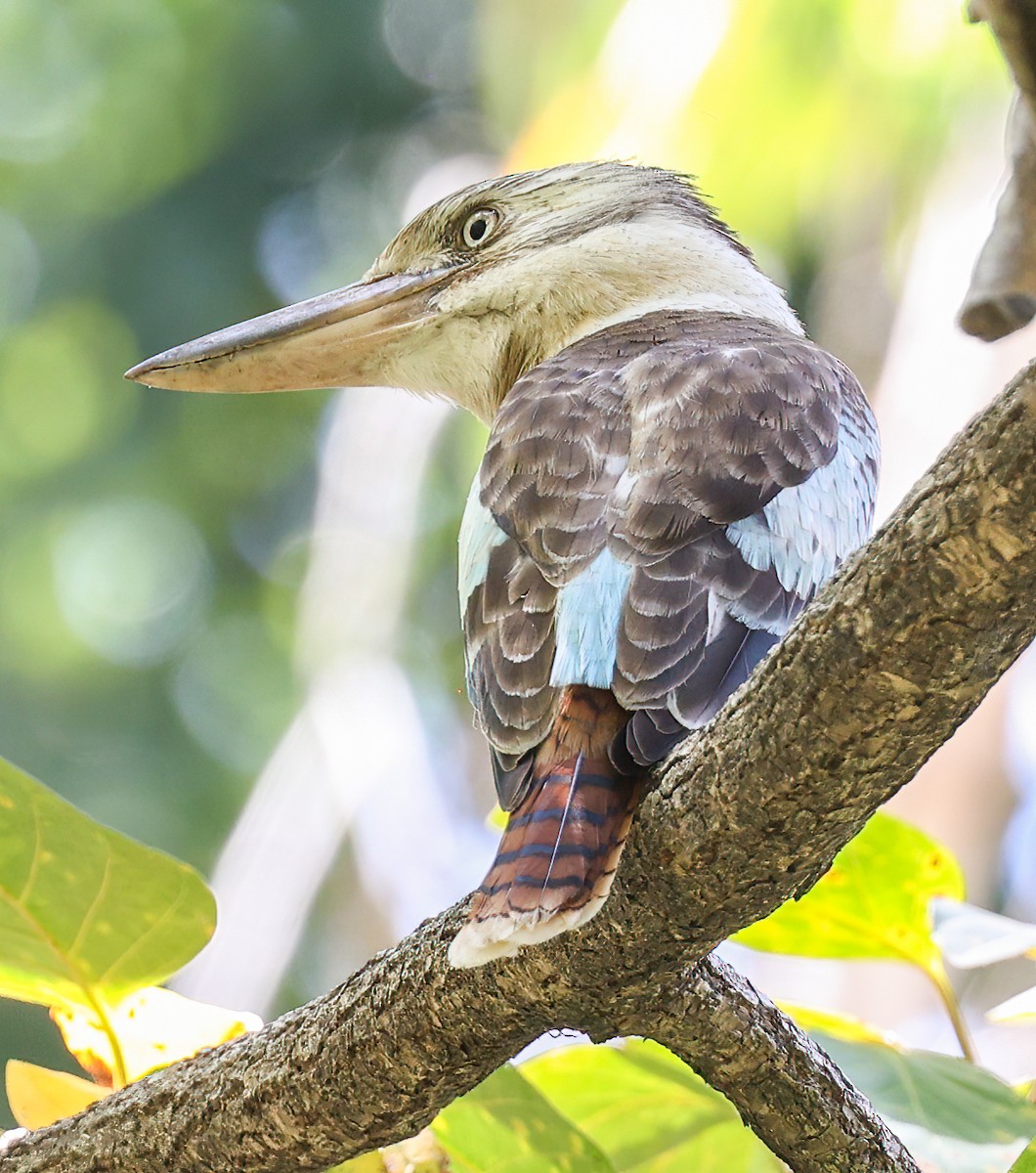 Blue-winged Kookaburra - ML644275703