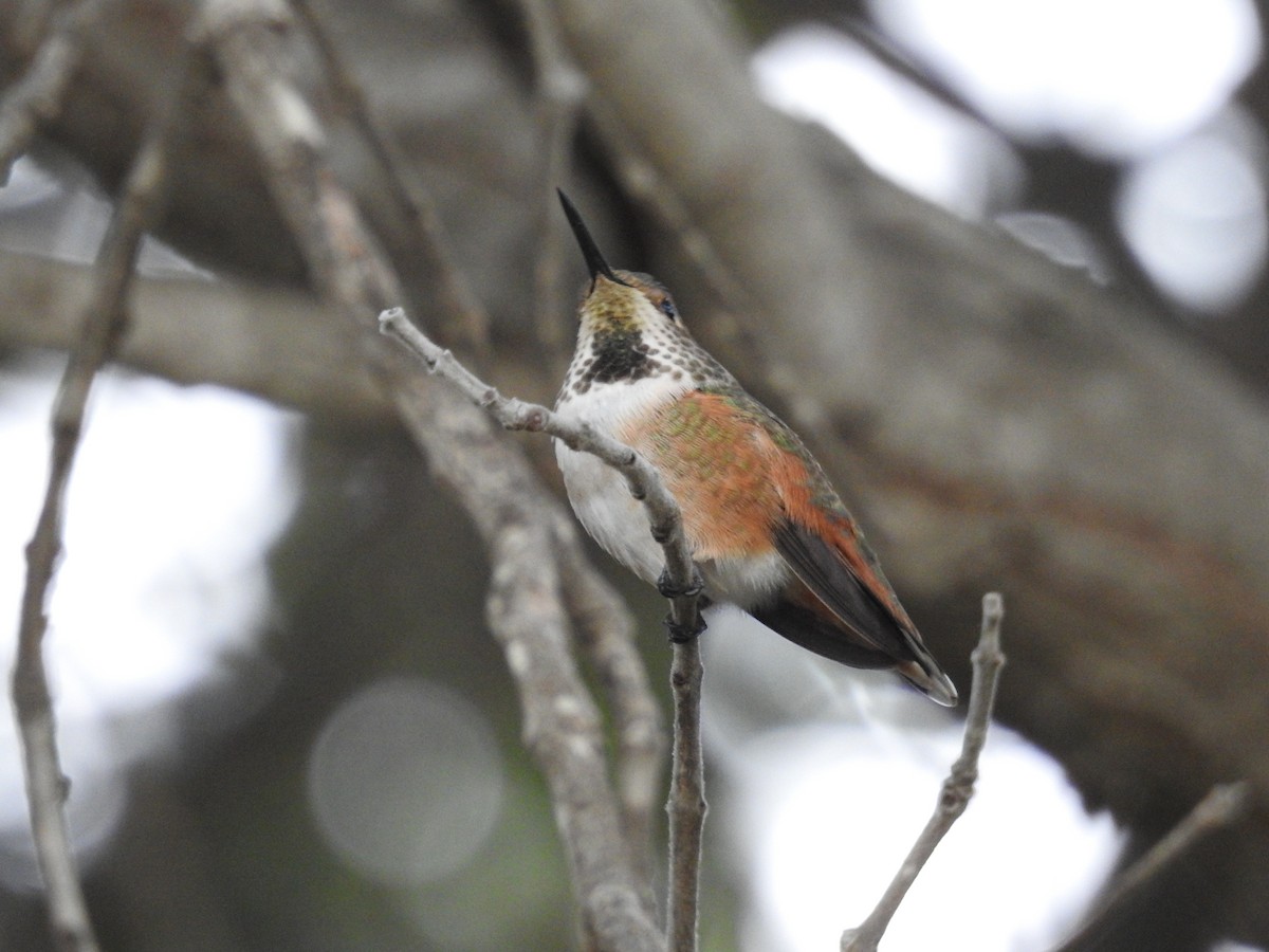 Allen's Hummingbird - ML644275704