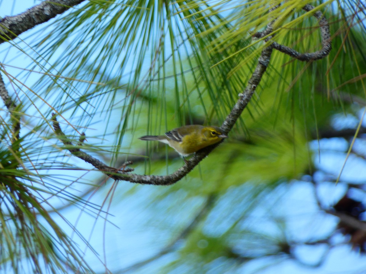 סבכון אורנים - ML644275705