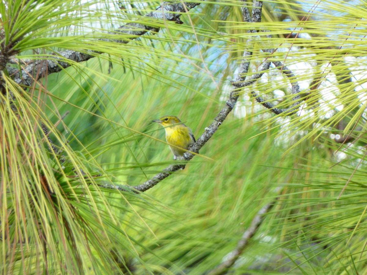 סבכון אורנים - ML644275706