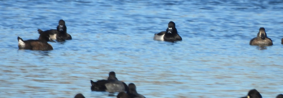 Ring-necked Duck - ML644275707