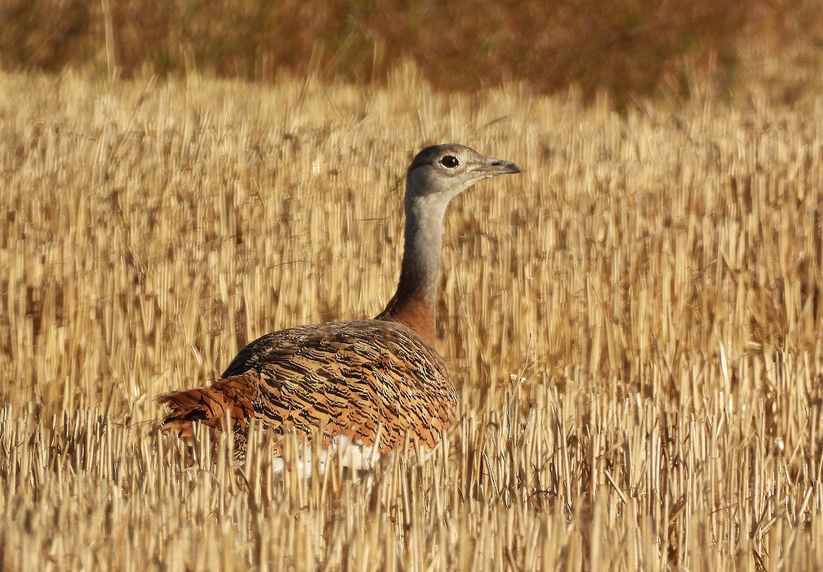 stortrappe - ML644275719