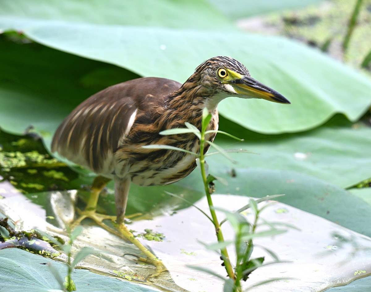 Indian Pond-Heron - ML644275725