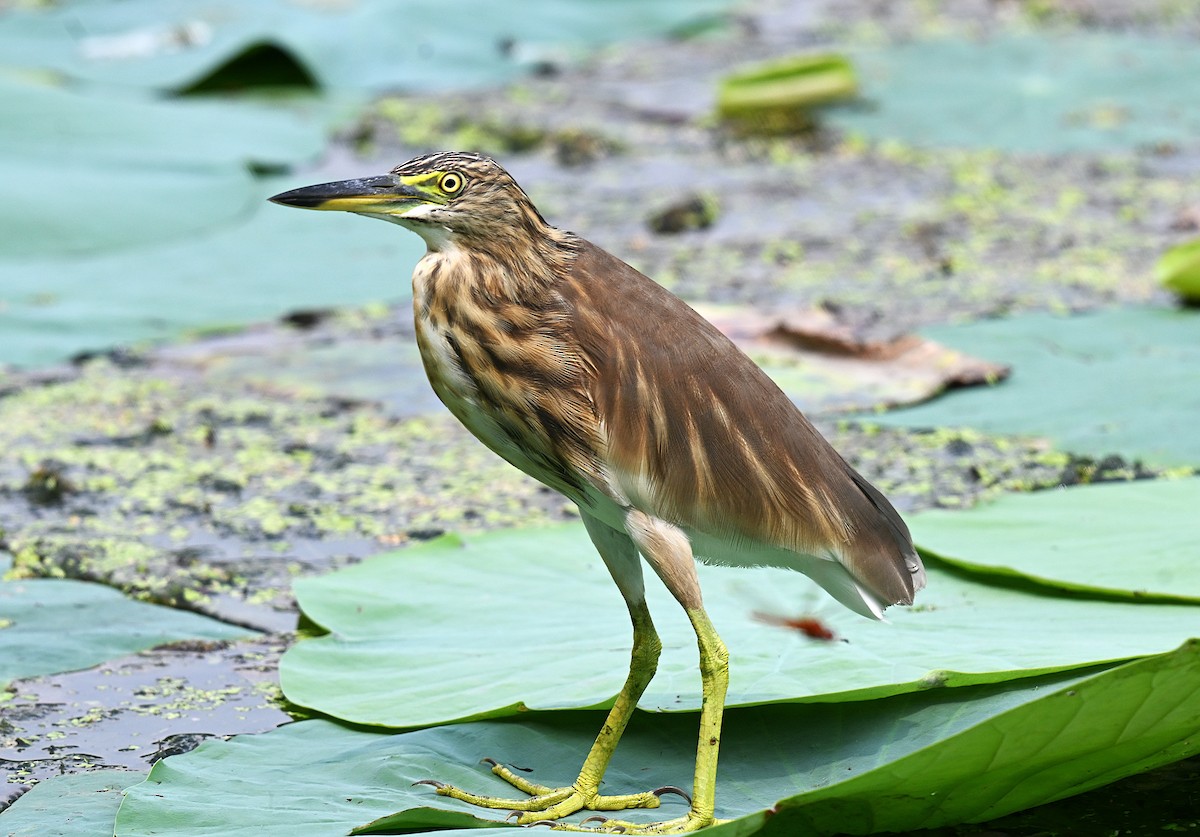 Indian Pond-Heron - ML644275726
