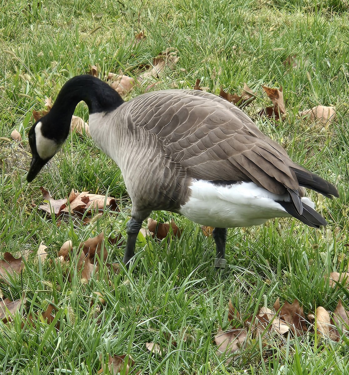 Канад галуу - ML644275735