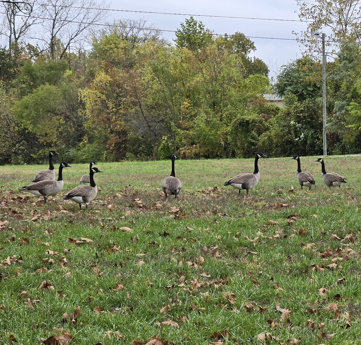 Канад галуу - ML644275736