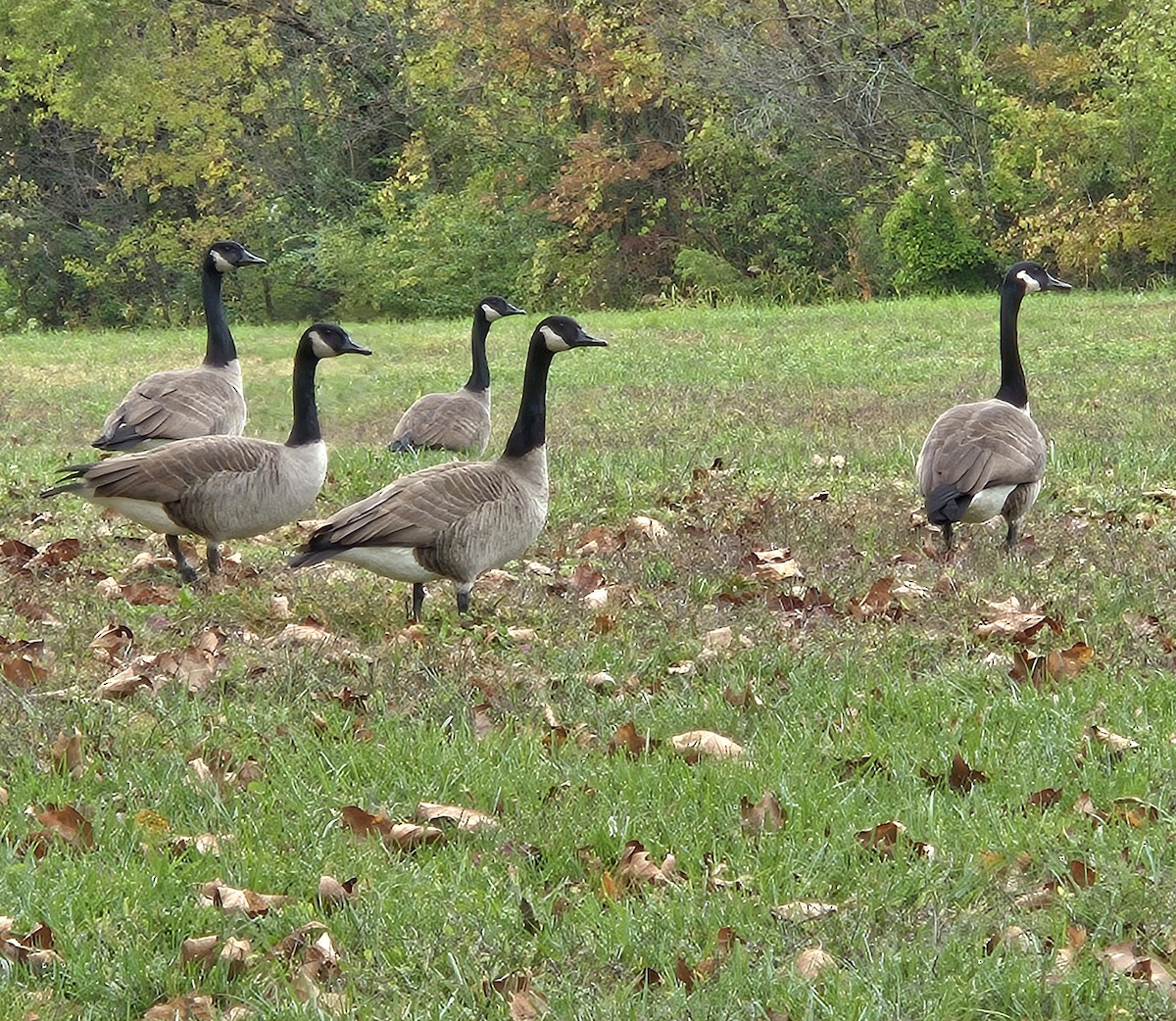 Канад галуу - ML644275737